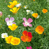 Mixed Colors California Poppy Seeds