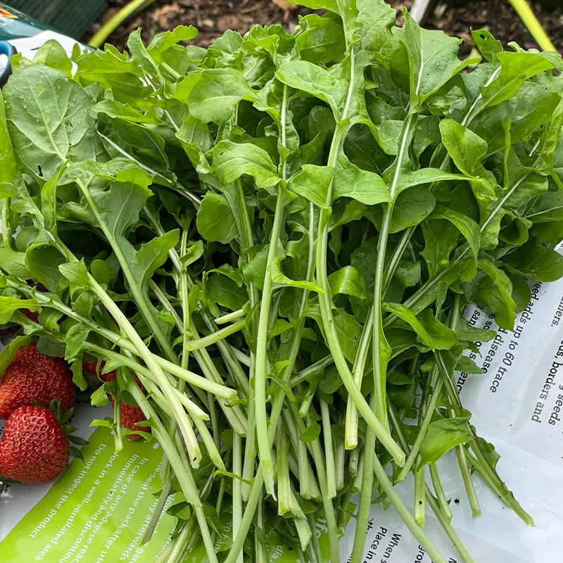 Long-Stem Gourmet Arugula Seeds