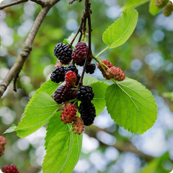 Mulberry Seeds - Black