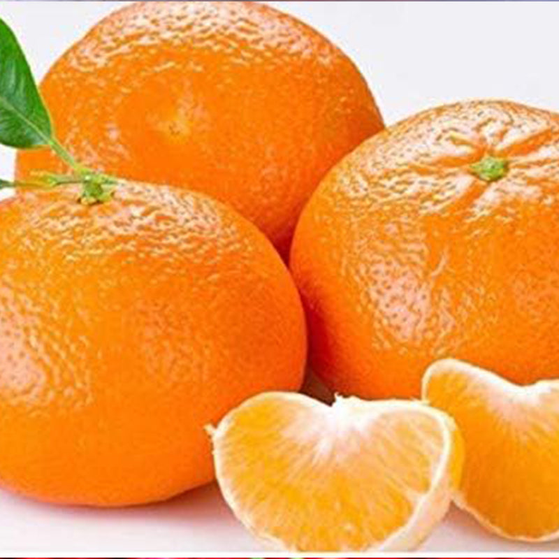 Tangerine Mandrin Orange Citrus Reticulata Fruit Tree Seeds