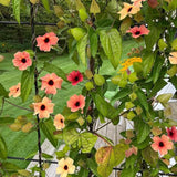 Black-Eyed Susan Vine Seeds - Orange & Pink Mix