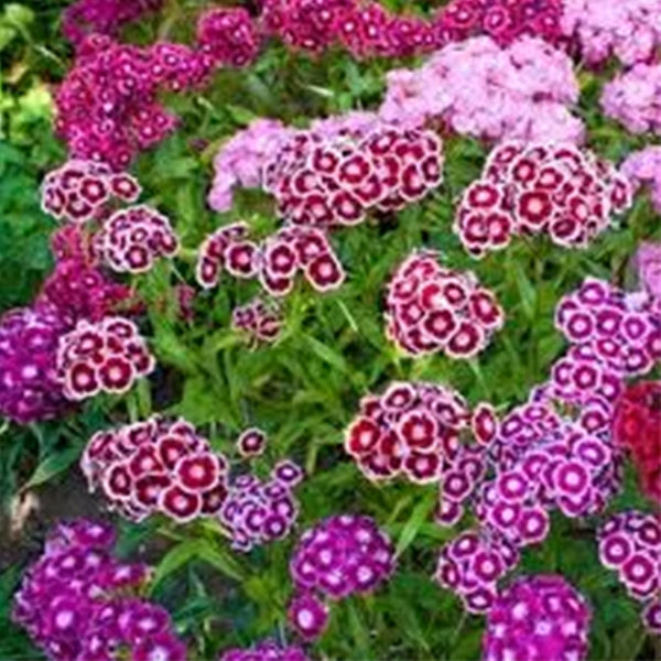 Sweet William Seeds - Indian Carpet Dwarf Single Mix