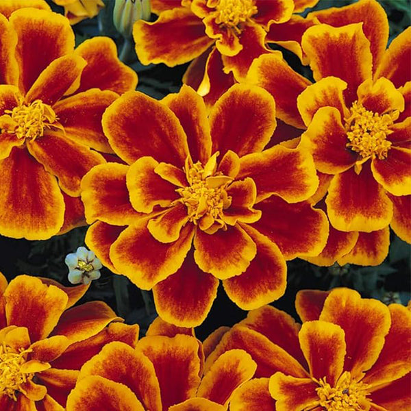 Semillas de flores de jardín Tagetes Patula Durango Flame French Marigold anuales para plantar