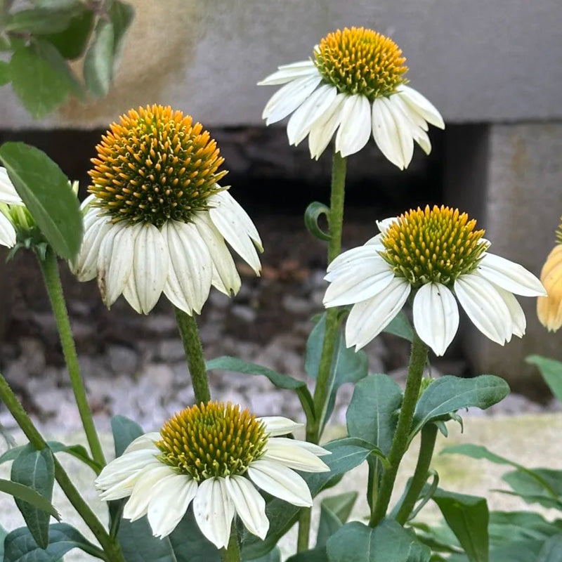 White Swan Coneflower Seeds - Hardy Perennial Pollinator Flower