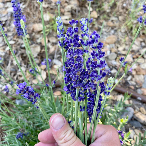 Blue Spear Lavender