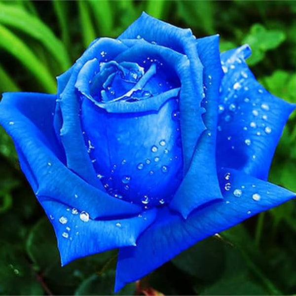 Semillas de flores de rosa azul acuática para decoración de jardín en macetas Semillas de flores de rosa raras