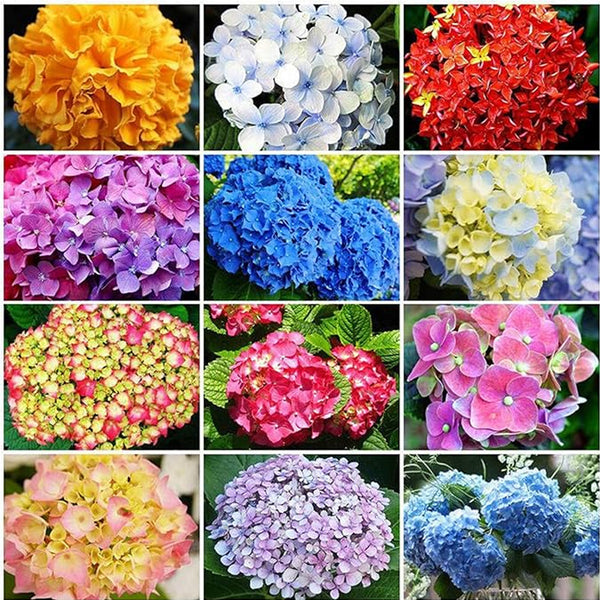 Semillas de hortensia macrophylla multicolor de colores variados para bonsái, flores y bodas