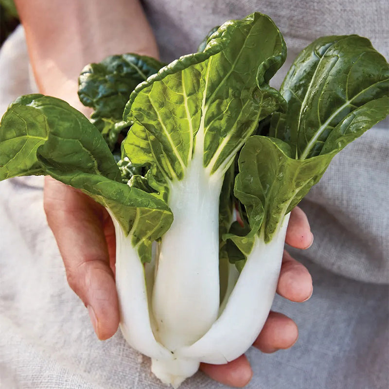 Repollo chino, Pak Choi, híbrido Toy Choi