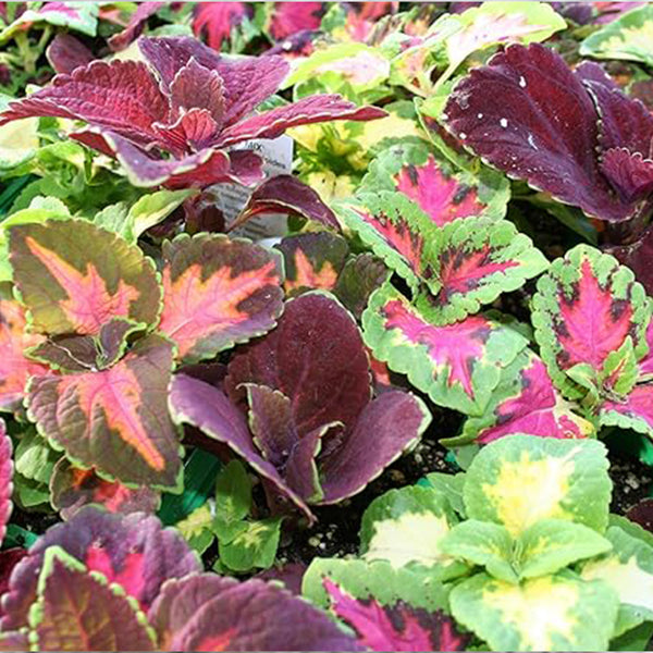 Semillas de coleus arcoíris para macetas caseras: cree un oasis colorido, una mezcla vibrante ideal para plantar: eleve su jardín con colores