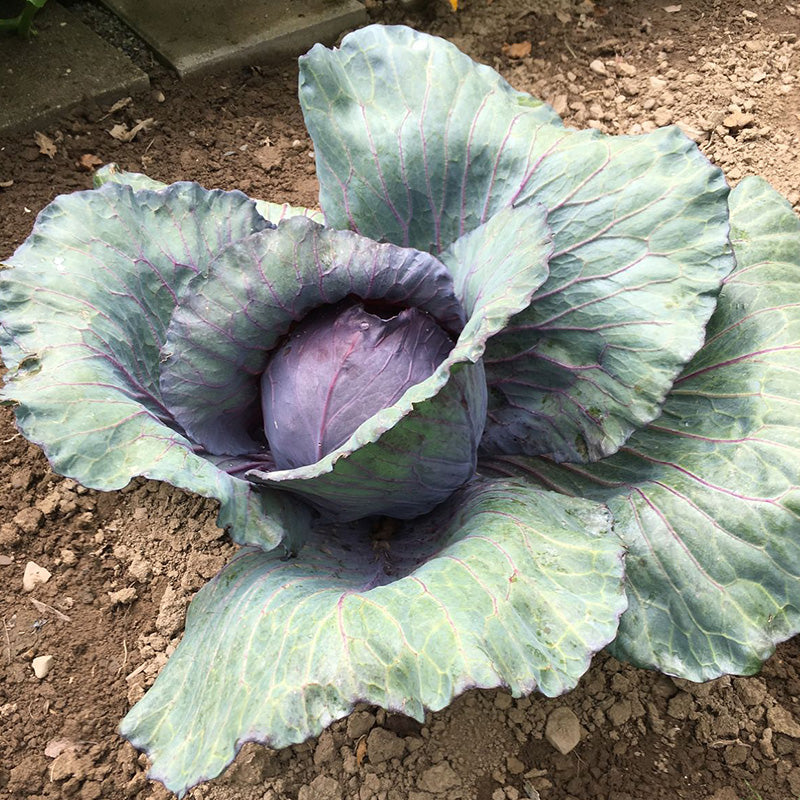 Stellar Blue Red Cabbage Seeds