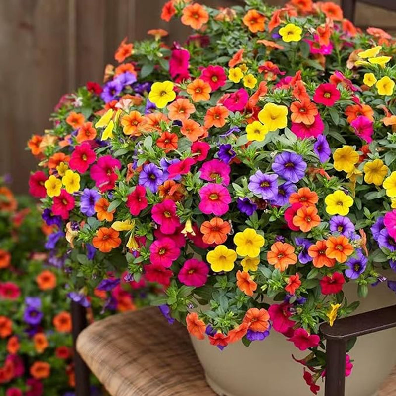Petunia Seeds Grandiflora Flowers Mixed Rainbow Color
