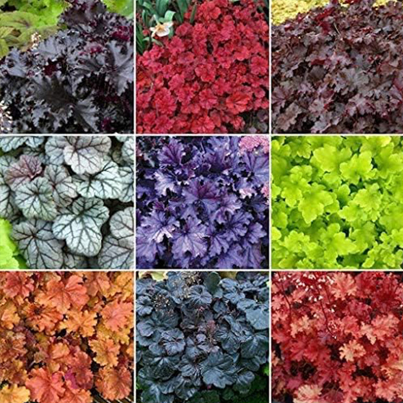 Semillas de flores de Heuchera Micrantha para plantar en variedad mixta