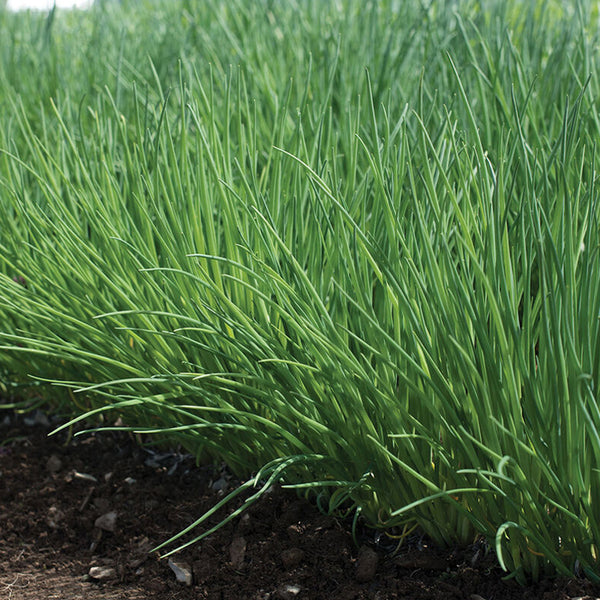 Polyvert Chive Seed