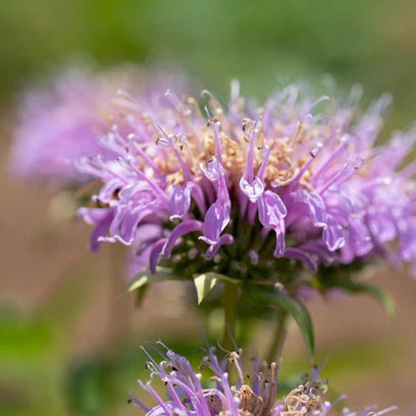 Bee Balm (Wild Bergamot Lavender)