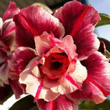 Adenium obesum Sugarism Seeds