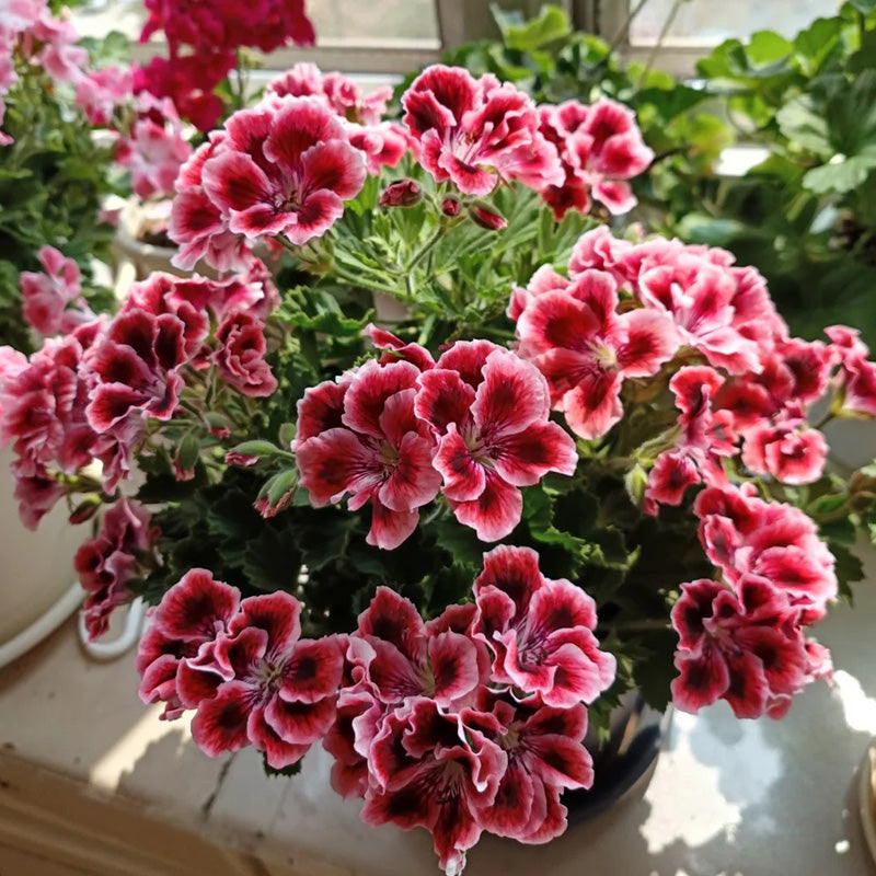 Red and White Blossom Geranium Seeds