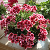 Red and White Blossom Geranium Seeds