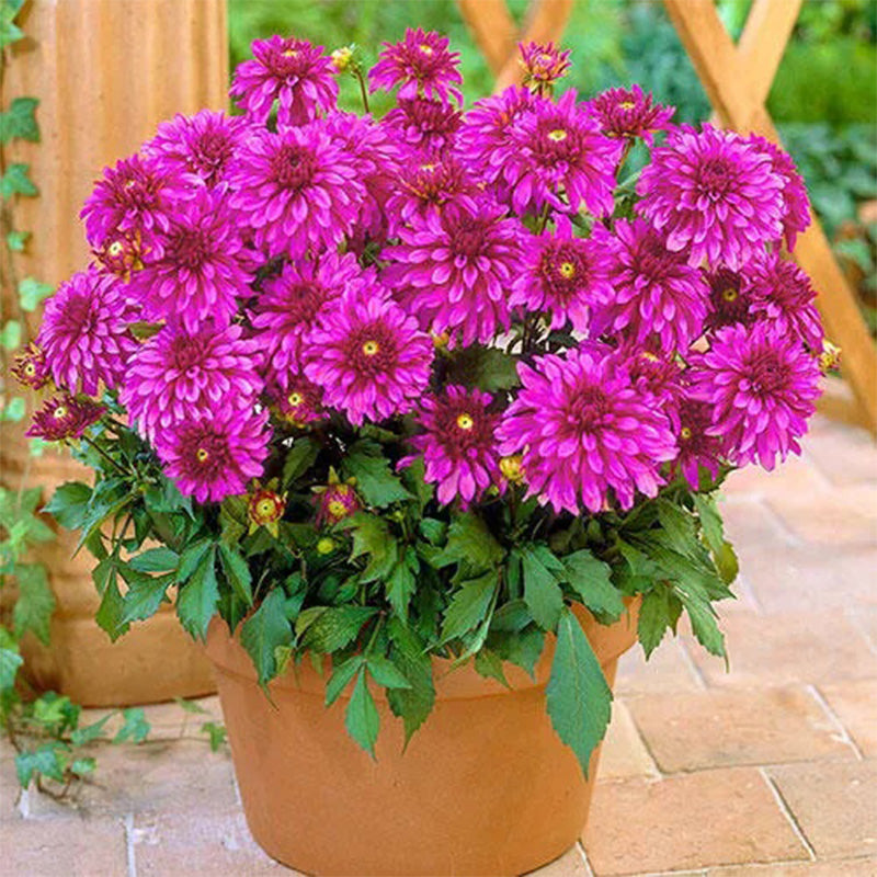 Gallery Art Nouveau Dahlia