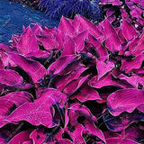 Semillas de plantas de mezcla de hostas