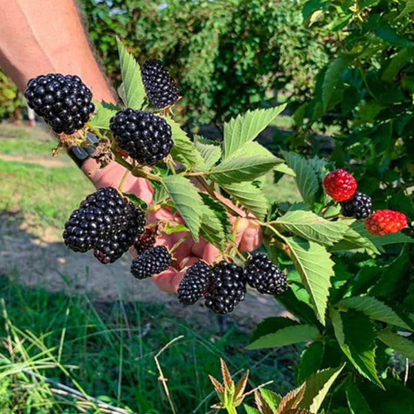 Sweet Giant Blackberry: Huge, Juicy Blackberries Await!