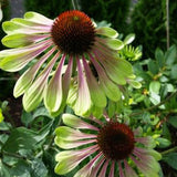 Green Twister Coneflower Seeds - Rare Pink & Lime Hardy Perennial Pollinator Flower