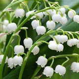 Lily of the Valley Seeds