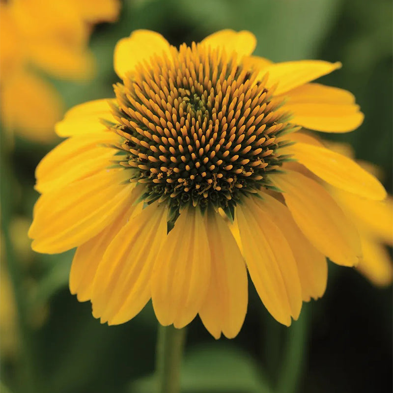 Echinacea, Sombrero Lemon Yellow