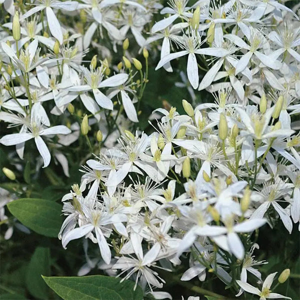 Clematis Sweet Autumn