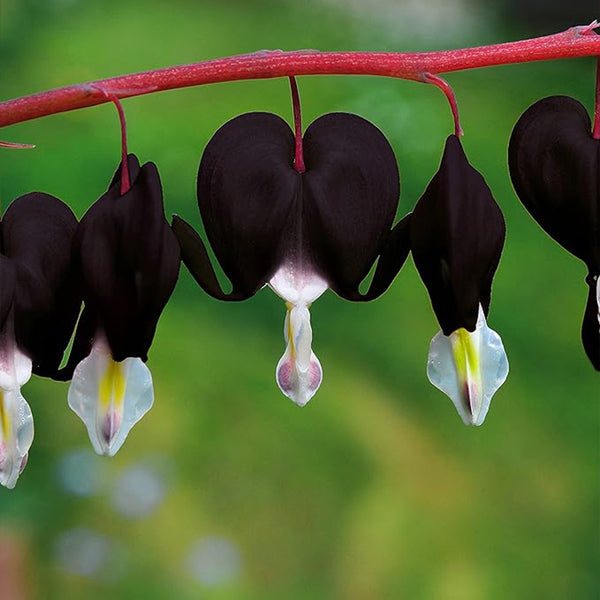 Semillas de corazón sangrante negro Dicentra Spectabilis Flor de sombra Jardín Floración primaveral