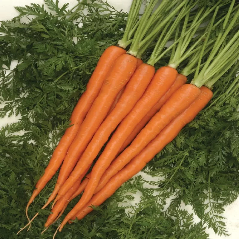 Carrot, Sugarsnax Hybrid