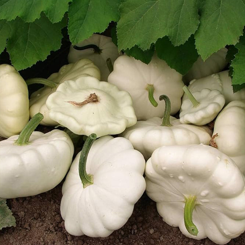 Semillas tempranas de calabaza de verano de tipo vieira blanca para plantar.
