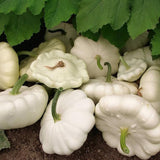 Semillas tempranas de calabaza de verano de tipo vieira blanca para plantar.