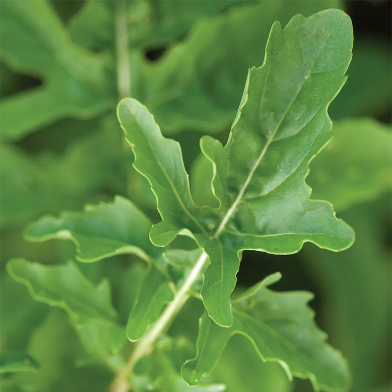 Arugula, Rocket (Roquette) – Haiyiplants
