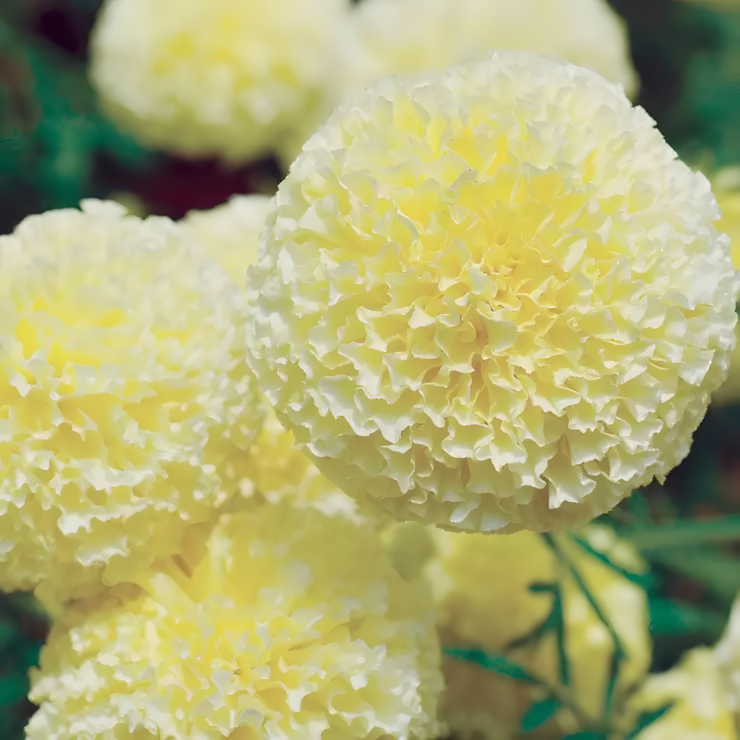 'White Swan' Marigold Seeds