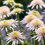 Pink Lemonade Coneflower Seeds - Rare Pink & Green Hardy Perennial Pollinator Flower