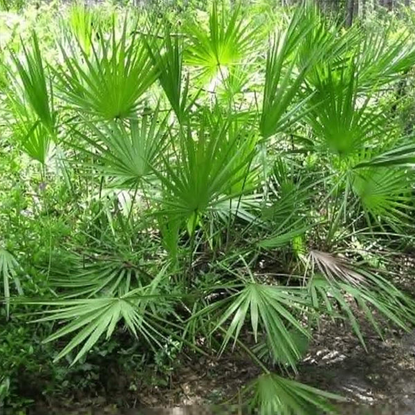 锯棕榈种子 (Serenoa repens)