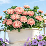 Blush Peach China Aster (Callistephus chinensis) Seeds