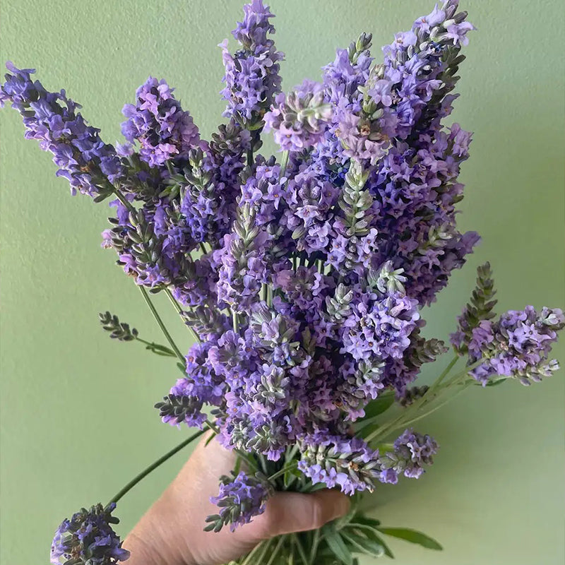 Lavender, Sensational!