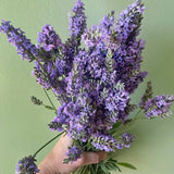 Lavender, Sensational!