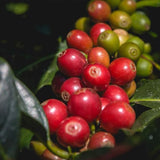 Semillas de la planta de café Coffea Canephora Robusta