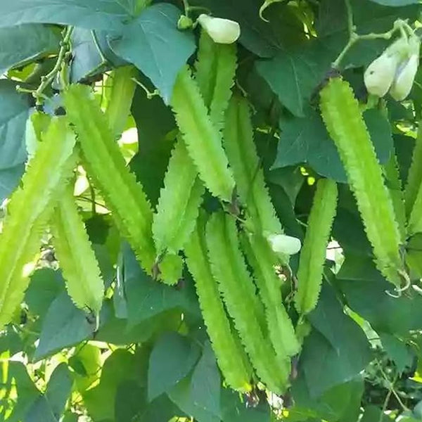 Semillas de guisante alado Semillas de frijol de cuatro ángulos Semillas de frijol dragón