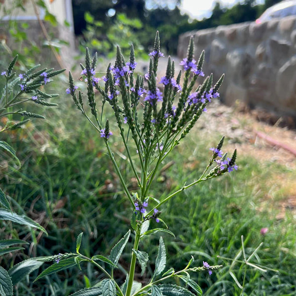 Verbena azul