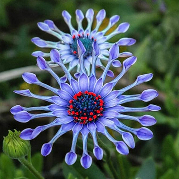 Semillas de flores de margaritas azules raras y coloridas para plantas de jardín