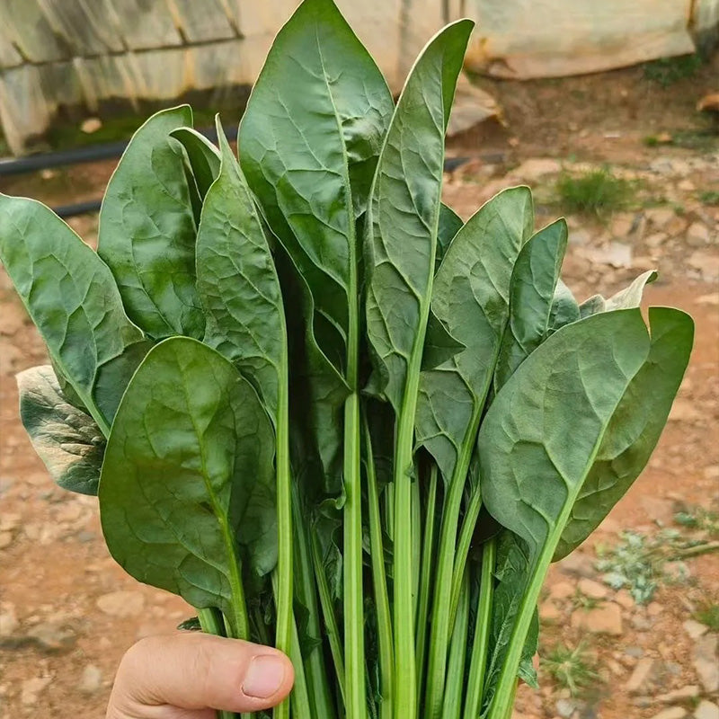Dewy Green Spinach Seeds