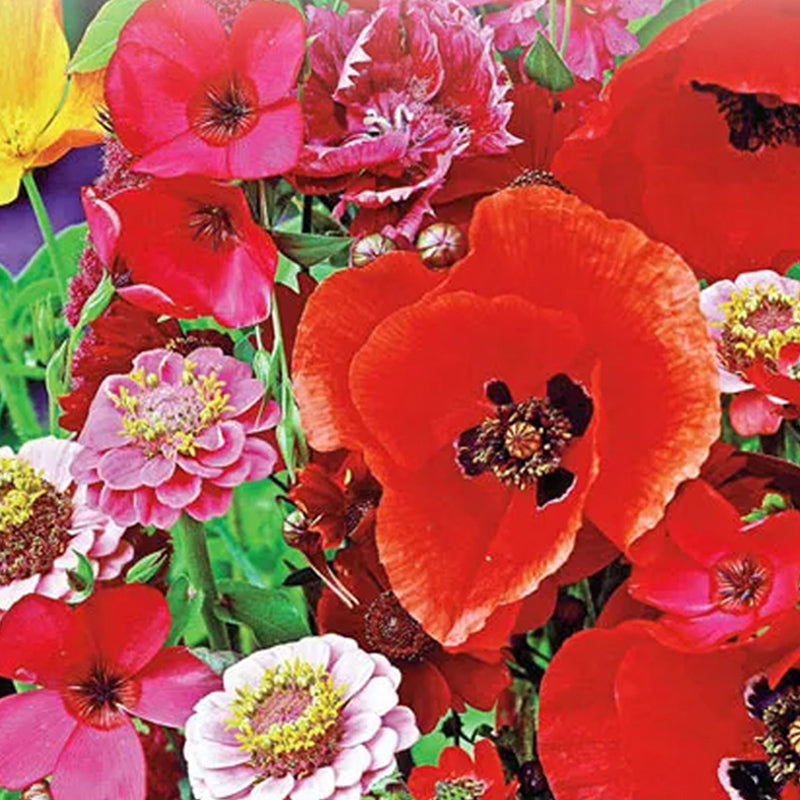 Hummingbird And Butterfly Annual Garden Seed