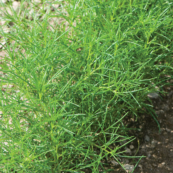 Lemon Grass, East Indian (Cleaned Seed)Lemon Grass Seed