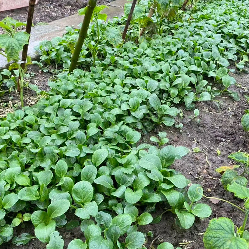 Baby Bok Choy Seeds