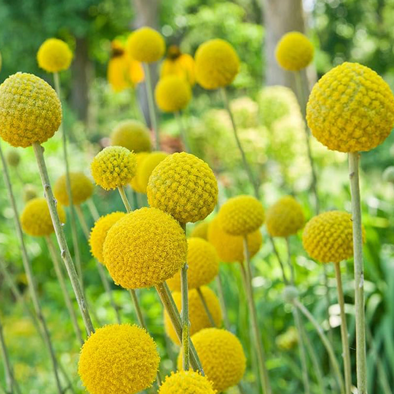 Perennial Craspedia Globosa Billy Button Flower Seeds for Planting
