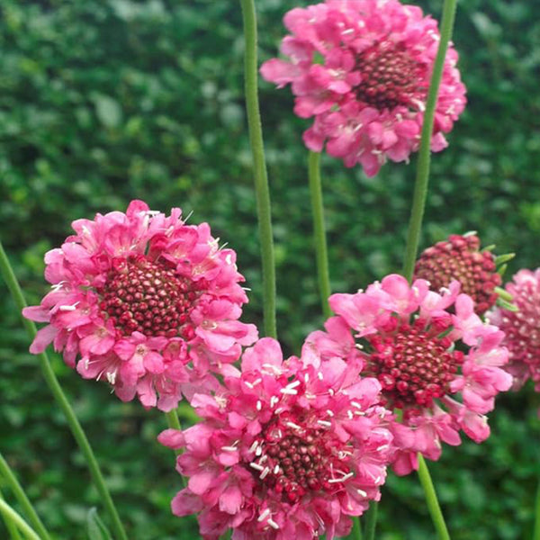 Semillas de flor de cojín de alfiler de escabiosa rosa perenne para plantar