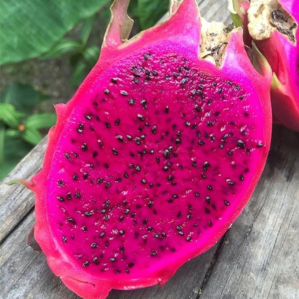 Semillas de plantas de jardín Semillas de fruta del dragón rojo Pitaya Pitahaya Hylocereus Undatus Cactus Cultivar Raro